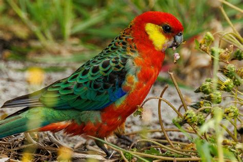 Western Rosella Parrot 25930122 Stock Photo at Vecteezy