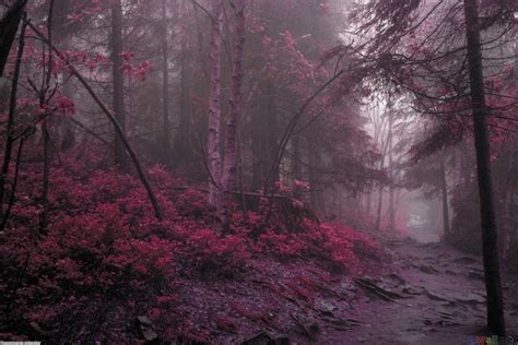 Mystic Woods Wallpaper Nature Photos Misty Forest Landscape