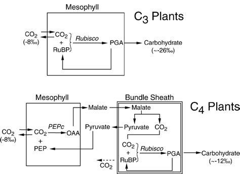 Schematic Diagram Showing Differences In Photosynthetic Pathways For C