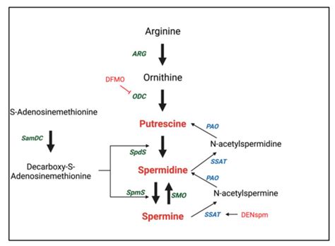 Role Of Polyamines And Hypusine In β Cells And Diabetes Pathogenesis