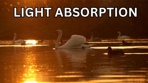 intro  light absorption video sheet google forms canvas