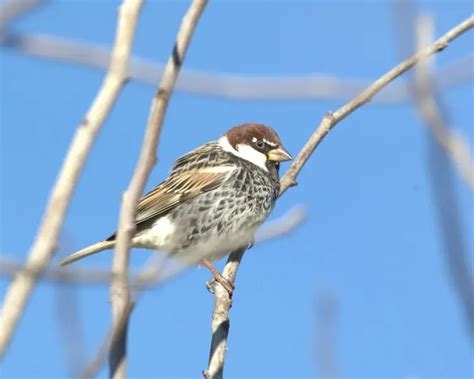 Spanish sparrow - Facts, Diet, Habitat & Pictures on Animalia.bio