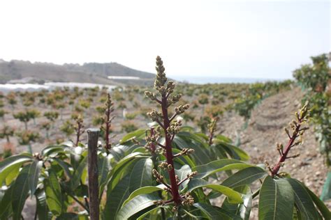 La Floraci N Del Mango En La Axarqu A De M Laga