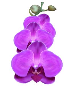 Dark Orchid color hex code is #9932CC