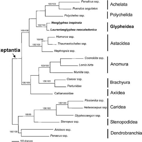 Bayesian Tree Obtained From The Combined Data Set Coi S And S