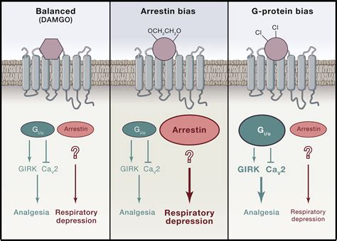 Tuning Biased GPCR Signaling For Physiological Gain Cell