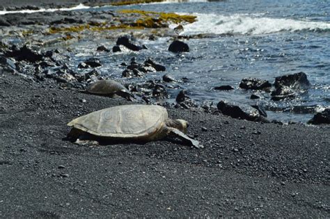 Turtles on a Black Sand Beach in Hawaii. Stock Image - Image of earth ...