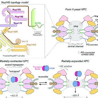 Nup Topology Diagram And Interplay Between The Core Scaffold And