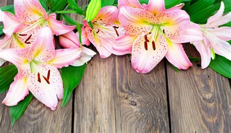 Lily Background Stock Photos Images And Backgrounds For Free Download