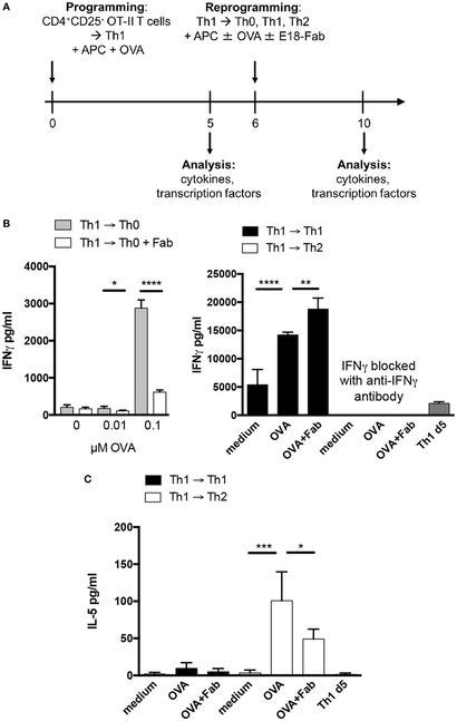 Frontiers Cd Costimulation Of T Helper Cells Enhances Cytokine