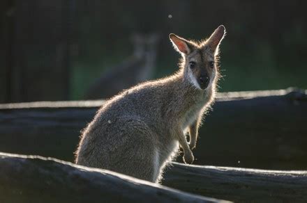 250 Kangaroo sanctuary Stock Pictures, Editorial Images and Stock ...