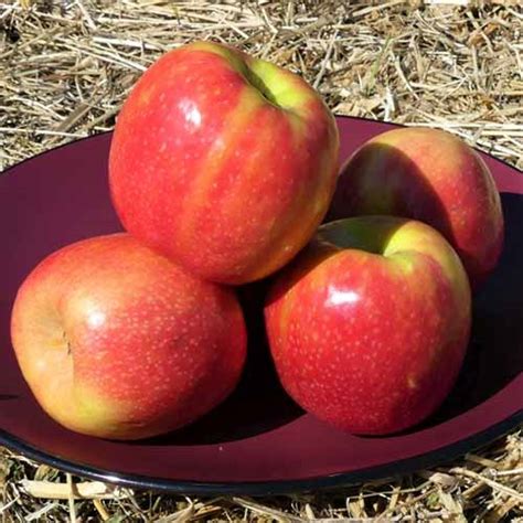 Tips for Growing Pink Lady Apples | Gardener’s Path