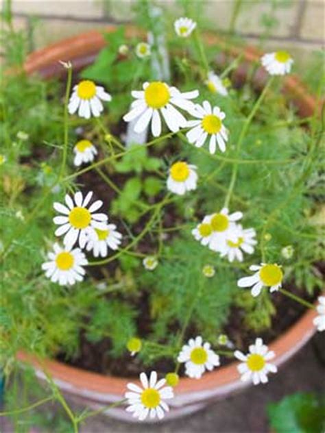 Chamomile Grow Guide