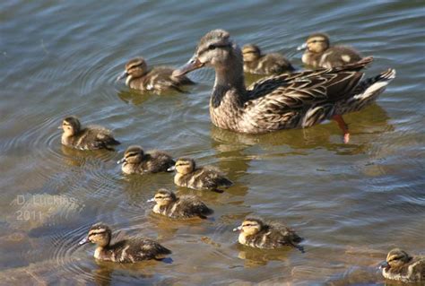 Wild baby ducks! | hubpages