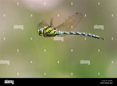 Southern Hawker Dragonfly Aeshna Cyanea Male Flying Sussex Uk