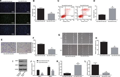 Hmsc Derived Exosomal Mir 375 Inhibits Glioma Cell Proliferation