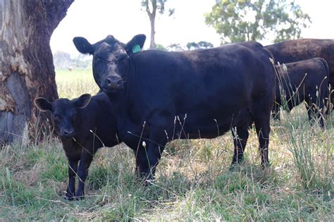 Lowline Beef Cattle Stud Breeding Alca