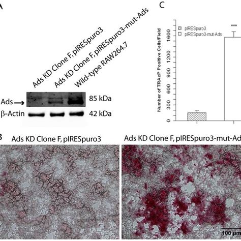 Two million Ads KD Clone F cells were transiently transfected with 2 µg