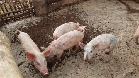 How To Start A Pig Farm Basic Requirement For Success