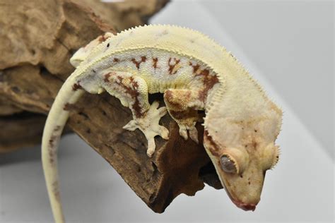 Incredible Red Lily Crested Gecko By First Class Geckos Morphmarket