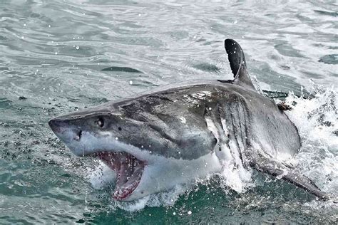 The Shark Cage Diving Experience - African Welcome Safaris