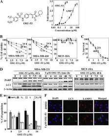 Osu Activates Ampk Inhibits Breast Cancer Cell Proliferation And