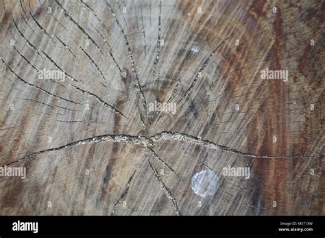 wood panel texture Stock Photo - Alamy