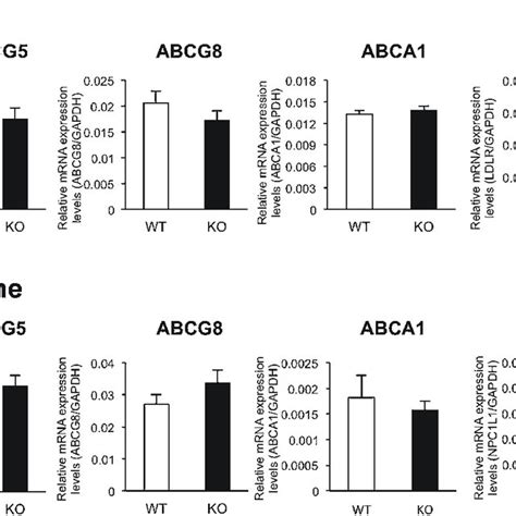 Expression Levels Of Abcg5 Abcg8 Abca1 Ldlr And Npc1l1 Mrnas In The Download Scientific