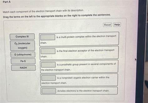 Solved Match Each Component Of The Electron Transport Chain Chegg