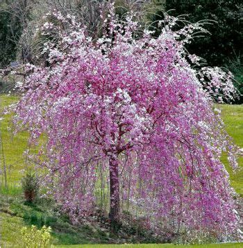 Prunus serrulata Kiku shidare sakura Cerisier pleureur fleurs PÃ