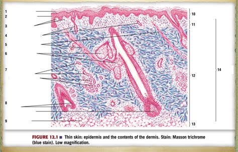 Histology Midterm Lab THIN SKIN Diagram Quizlet