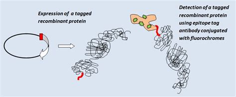 Epitope tags - EXBIO Antibodies