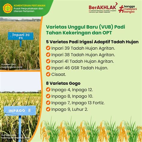 Info Teknologi Produk Inovasi Teknologi Padi Varietas Unggul Baru