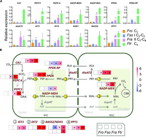 C 4 Metabolic Pathway And Its Involved Genes A Histogram Plots