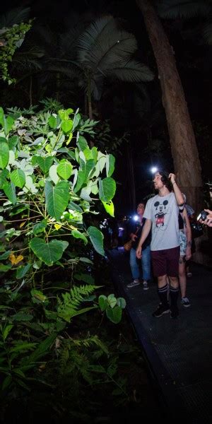 Cairns Night Walk In Cairns Botanic Gardens Getyourguide