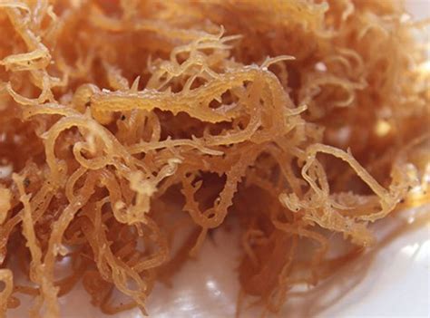 Vegan Choice Foods 100 Natural Dried Sea Moss Shades Of Afrika Online