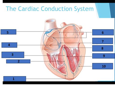 Cardiac Electrophysiology And Conduction System Flashcards Quizlet