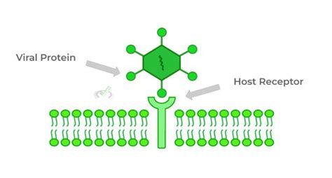 Viruses Steps Of The Viral Life Cycle On The Mcat Medlife Mastery