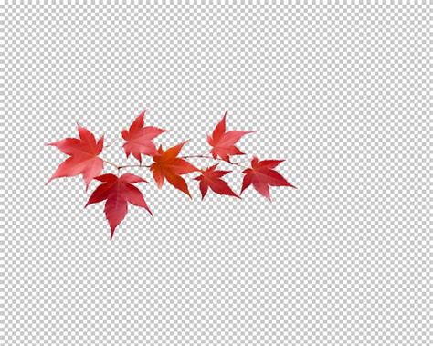 Feuilles D Automne Isol Es Sur Fond Transparent Psd Premium