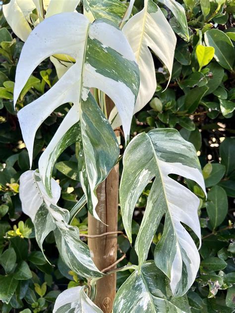 Buy Epipremnum Pinnatum Albo Variegata Online Peppyflora