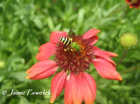 Sweat Bees Ne Floridas Native Bees