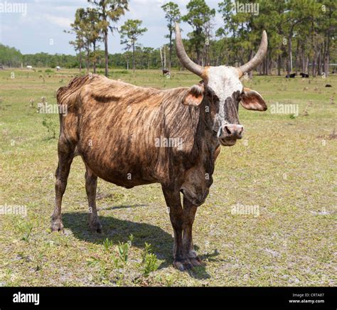 Florida Cracker Cattle Hi Res Stock Photography And Images Alamy