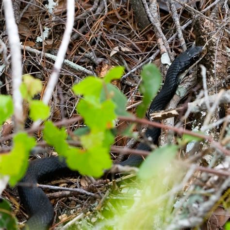 Southern Black Racer Snakes Of Louisiana · Inaturalist