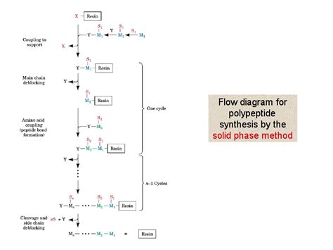 Polypeptide Synthesis Flow Chart