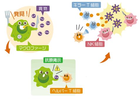 獲得免疫における細胞性免疫とは？液性免疫との違いも詳しく解説！ やさしいlps