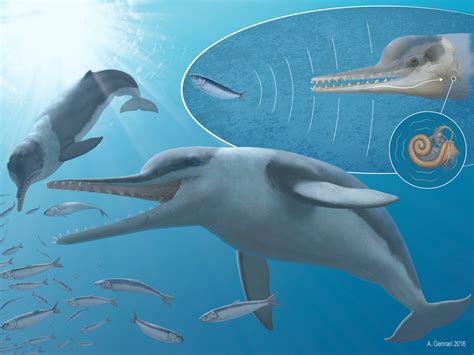 Ancient Whale Species Echovenator Had Ultrasonic Hearing And Used