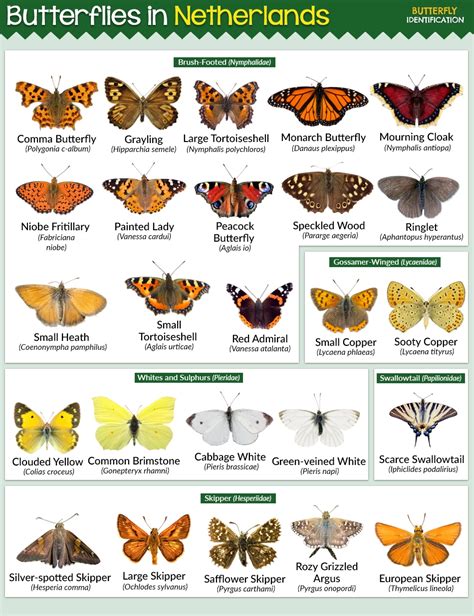 Types Of Butterflies In The Netherlands List With Pictures