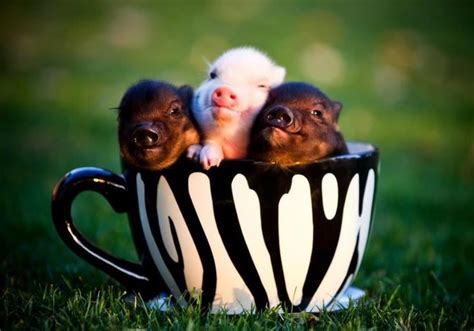 Tea Cup Pigs Are The Cutest Micro Mini Pig Micro Pigs Mini Mini Cute