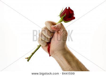 Hand Holding Red Rose Image & Photo (Free Trial) | Bigstock