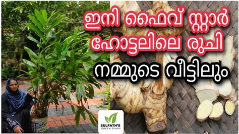 Galangal Farming Thai Ginger Inchi